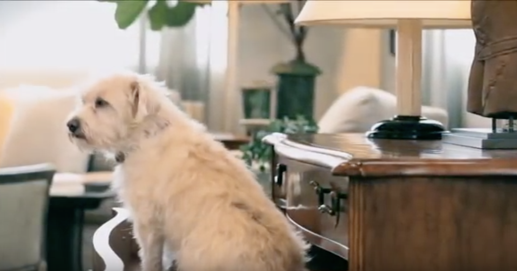 Dog in an opened drawer of a bureau.